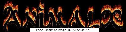 poze animal animal sunt cei mai tari