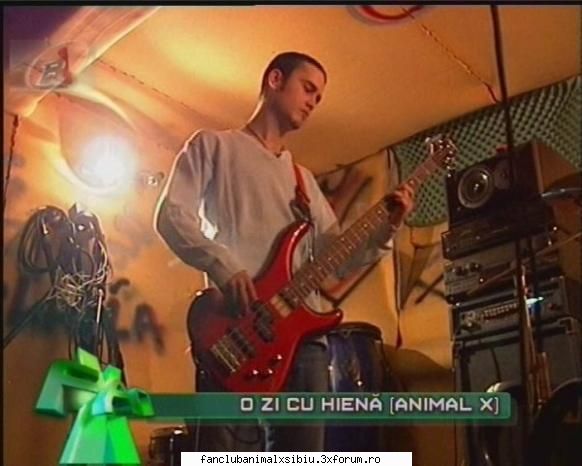 hiena hiena animal